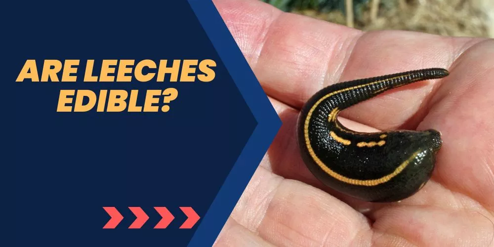 Are leeches edible