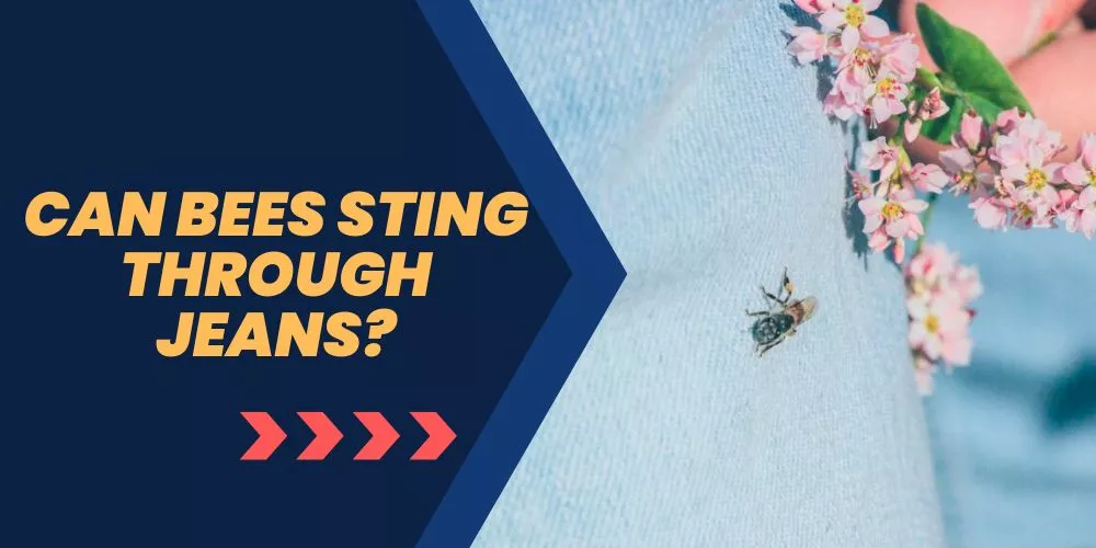 Can bees sting through jeans